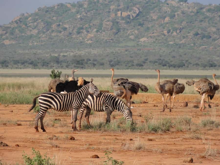 3 days Tsavo East and Amboseli safari from Diani/Mombasa - Tsavo East to Amboseli: a midday change that sets you up for Kilimanjaro