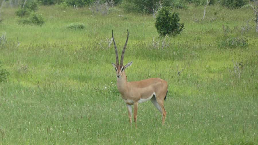 3 days Tsavo East and Amboseli safari from Diani/Mombasa - Amboseli at golden hour: wildlife sightings with a famous mountain backdrop