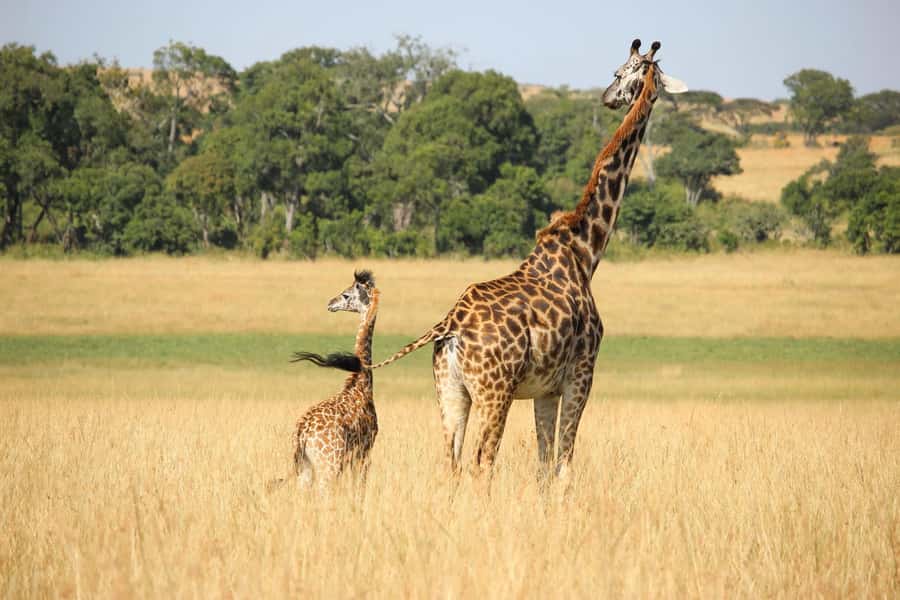 3 days Tsavo East and Amboseli safari from Diani/Mombasa - Tsavo East game drive: elephants, predators, and the Aruba Dam stop