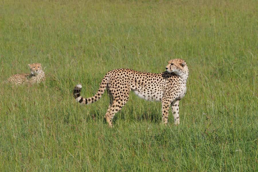 3 days Tsavo East and Saltlick safari from Diani/Mombasa - Key highlights that make this safari worth your time