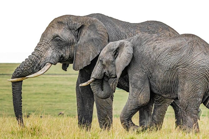 3 Days Unforgettable Masai Mara Safari Tour - Key highlights at a glance