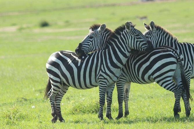 3 Days Unforgettable Masai Mara Safari Tour - Day 2: Sunrise-to-sunset game drives and timing the Great Migration