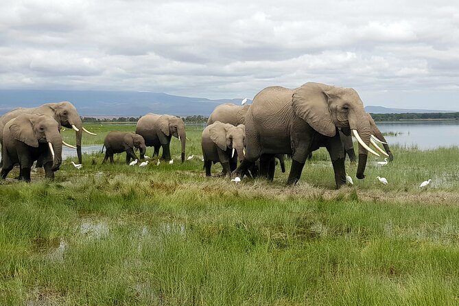 3day Amboseli Park Private safari - Key things to know before you go
