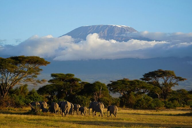 3day Amboseli Park Private safari - Wildlife viewing reality check: what you can hope for