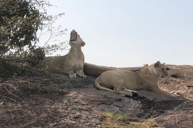 3days/2nights group joining Masai Mara with Masai Village Visit - Nairobi to Masai Mara, The Morning Push That Pays Off