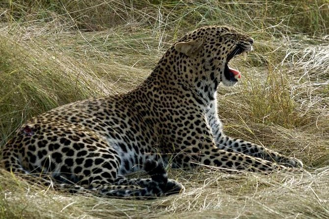 3days/2nights group joining Masai Mara with Masai Village Visit - Day 2 Continued: Starting Early Again for More Chances