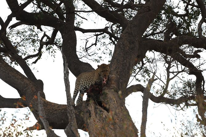 3days/2nights group joining Masai Mara with Masai Village Visit - Day 3: Masai Village Visit, Then Back to Nairobi