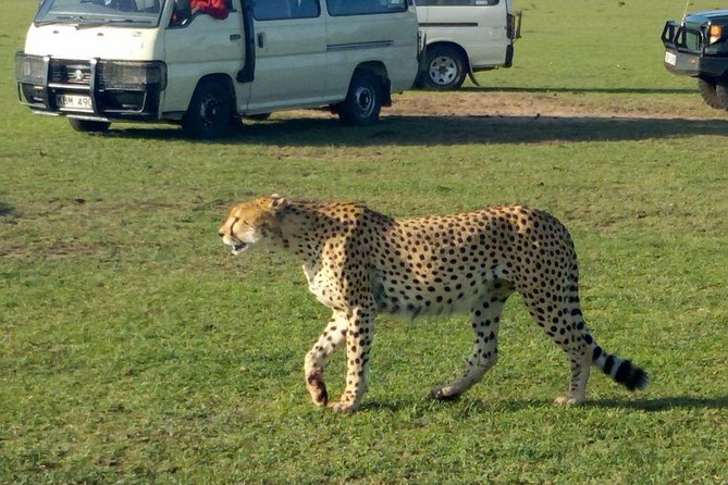 3Days 2nights Masai Mara group joining safari - Key Things I’d Focus on