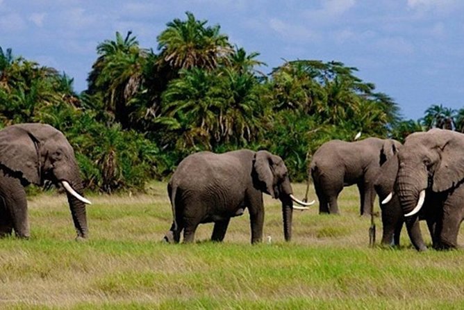 3days masai mara best of lodge safari - A 3-day Maasai Mara safari that prioritizes real sightings