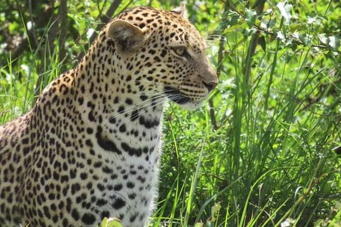 3days masai mara best of lodge safari - Jambo Mara Lodge inside the reserve: the comfort part of the deal