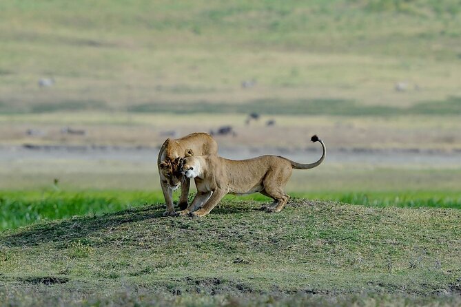 3days masai mara best of lodge safari - What the max-7 group size changes on safari