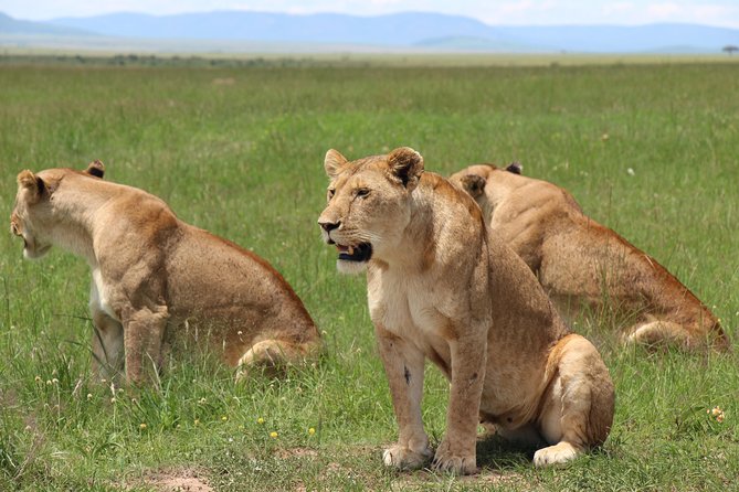3days Masai Mara private safari with a 4x4 land cruiser Jeep - A Pop-Up Roof Safari That’s Actually About Wildlife Time