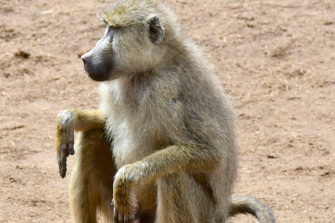 3days Masai Mara private safari with a 4x4 land cruiser Jeep - Nairobi to Masai Mara: Your Rift Valley Stop and First Evening Drive