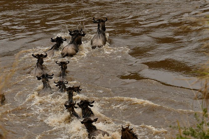 3days Masai Mara private safari with a 4x4 land cruiser Jeep - Day 3 Morning in Mara, Optional Maasai Village, Then Back to Nairobi
