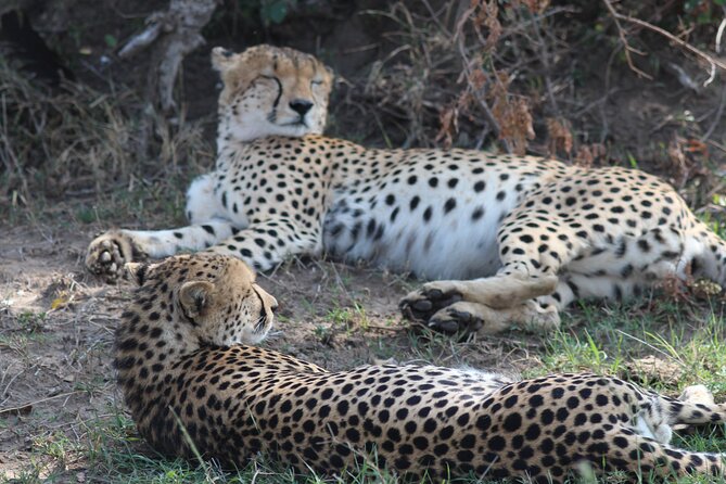 3days Masai Mara private safari with a 4x4 land cruiser Jeep - The 4x4 Land Cruiser Experience: Why the Vehicle Setup Changes Everything