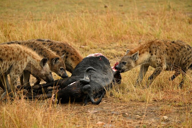 3days Masai Mara private safari with a 4x4 land cruiser Jeep - Price and Value: Does $1,527.03 Make Sense for 3 Days?