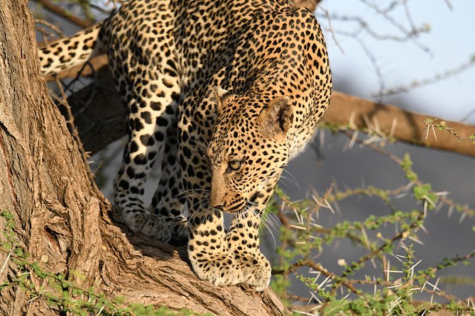 3days Masai Mara private safari with a 4x4 land cruiser Jeep - Day 2 Full Day in the Mara: Where High Animal Concentration Pays Off