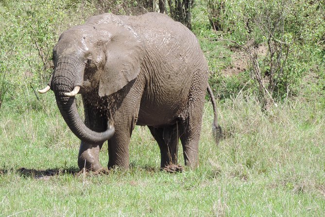 4-Day Adventure to Lake Nakuru & Maasai Mara - Why Lake Nakuru and Maasai Mara in 4 days makes sense