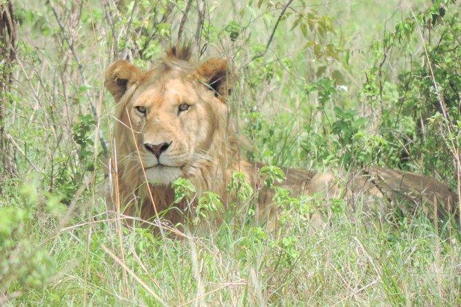 4-Day Adventure to Lake Nakuru & Maasai Mara - Lake Nakuru National Park: flamingos, rhinos, and birding math that feels unreal