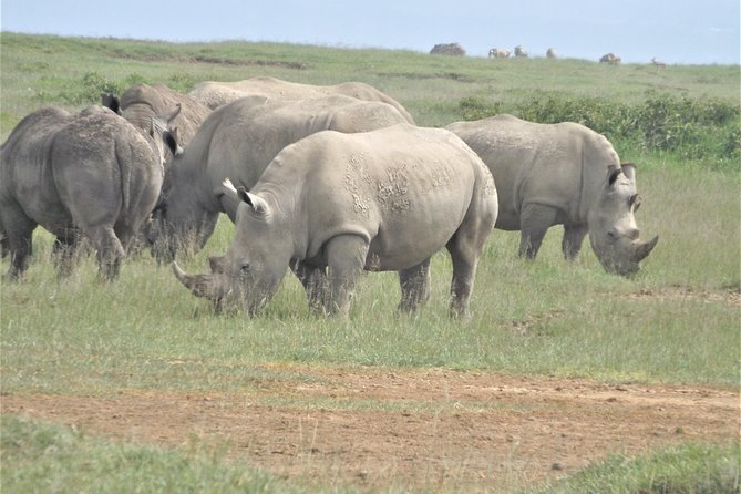 4-Day Adventure to Lake Nakuru & Maasai Mara - Maasai Mara arrival: Serengeti ecosystem vibes and an afternoon game drive