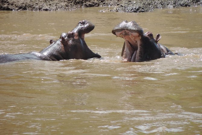 4-Day Adventure to Lake Nakuru & Maasai Mara - Maasai Mara full day: Big Five odds, cheetahs at vehicle level, and picnic lunches by the river