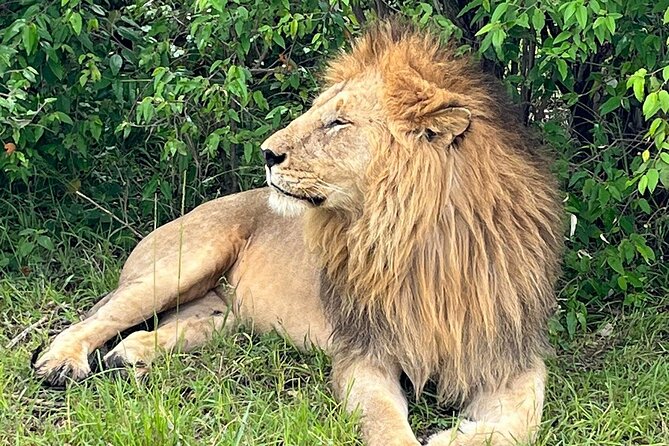 4-Day Adventure to Lake Nakuru & Maasai Mara - Guides, driving style, and the safety factor that matters
