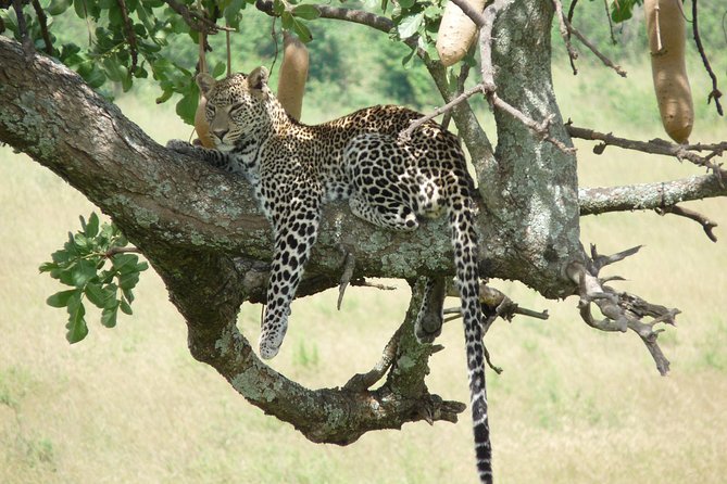 4-Day Adventure to Lake Nakuru & Maasai Mara - Price and value: what $1,268.66 buys in the real world