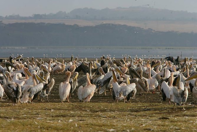 4-Day Adventure to Lake Nakuru & Maasai Mara - Nairobi start: meeting point, early departure, and the road reality