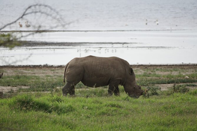 4-Day Group Safari to Maasai Mara & Lake Nakuru- 4 x 4 jeep - Key Highlights You’ll Feel Immediately on This Safari