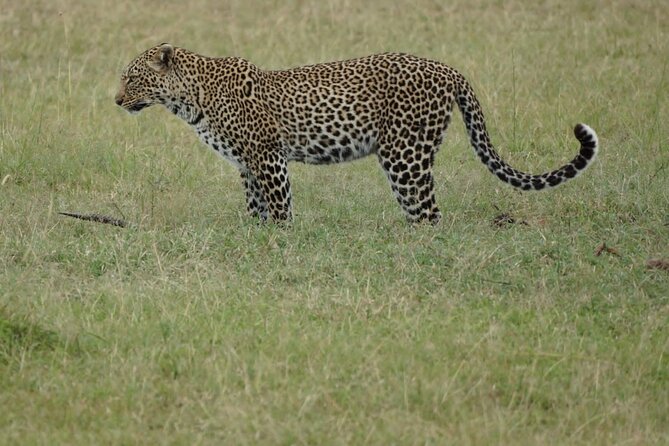 4-Day Group Safari to Maasai Mara & Lake Nakuru- 4 x 4 jeep - Why This 4x4 Mara and Nakuru Route Works for First-Time Safari Fans