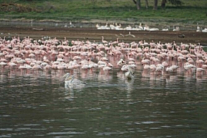 4-Day Group Safari to Maasai Mara & Lake Nakuru- 4 x 4 jeep - The Pop-Roof 4x4 Detail That Makes Game Viewing Easier