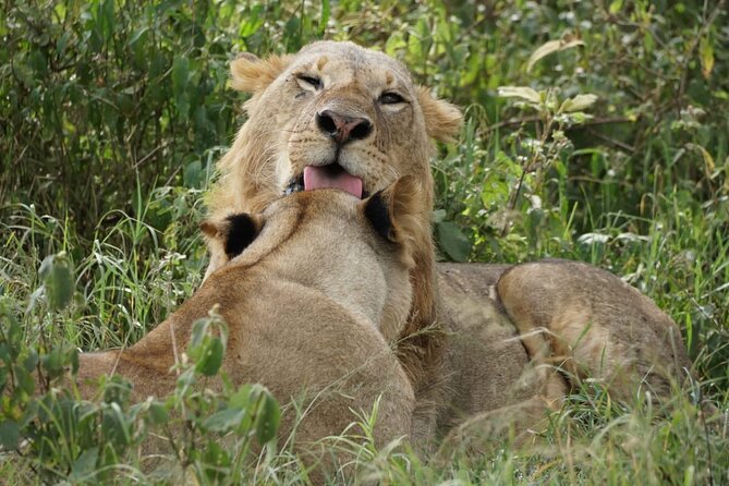 4-Day Group Safari to Maasai Mara & Lake Nakuru- 4 x 4 jeep - Value Check: What Your $750 Covers (and What It Does Not)