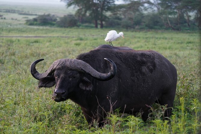 4 Day Group Tour to Maasai Mara and Lake Nakuru by a 4WD Cruiser - The guide factor: how John’s spotting style helps your odds