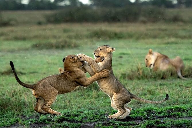 4 Day Group Tour to Maasai Mara and Lake Nakuru by a 4WD Cruiser - Price and value: what $350 really covers and what to budget