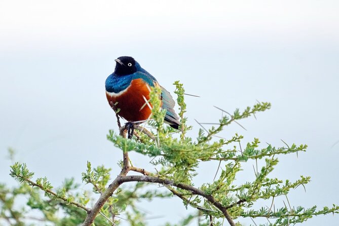 4 Day Group Tour to Maasai Mara and Lake Nakuru by a 4WD Cruiser - Day 1 in Maasai Mara: Mara River timing and evening spotting