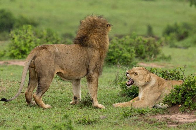 4-Day Maasai Mara and Lake Nakuru Safari from Nairobi - Lake Nakuru: from plains mammals to the Pink Lake vibe and bird focus