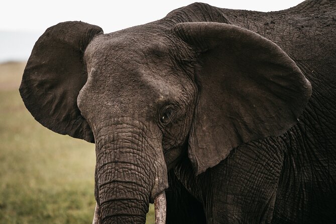4-Day Maasai Mara and Lake Nakuru Safari from Nairobi - Price and value: what you are really paying for on this 4-day safari