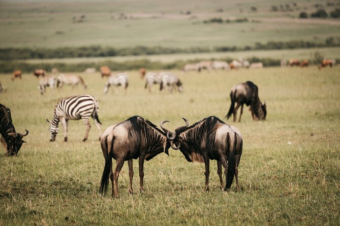 4-Day Maasai Mara and Lake Nakuru Safari from Nairobi - Who this safari suits best, and who might want a different fit