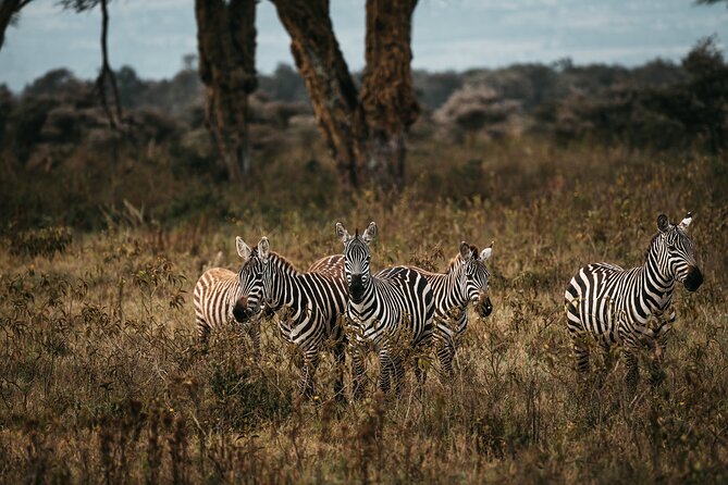4-Day Maasai Mara and Lake Nakuru Safari from Nairobi - Maasai Mara day trips: full-day game drive, Mara River picnic, and Big Five odds