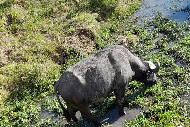4-Day Masai Mara and Lake Nakuru Jeep Safari - Lodging and meals: choosing between basic and luxury without losing the safari