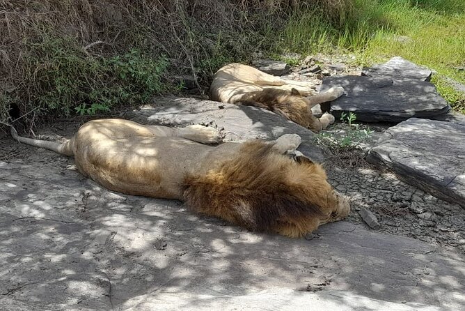4-Day Masai Mara and Lake Nakuru Jeep Safari - Transport reality: modified-safari vehicle comfort, plus open-roof viewing