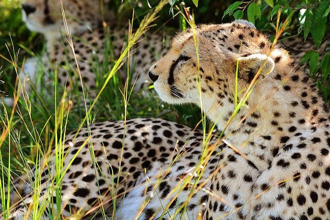 4-Day Masai Mara and Lake Nakuru Jeep Safari - Big Five time in Maasai Mara: long game drives, picnic lunches, and real tracking