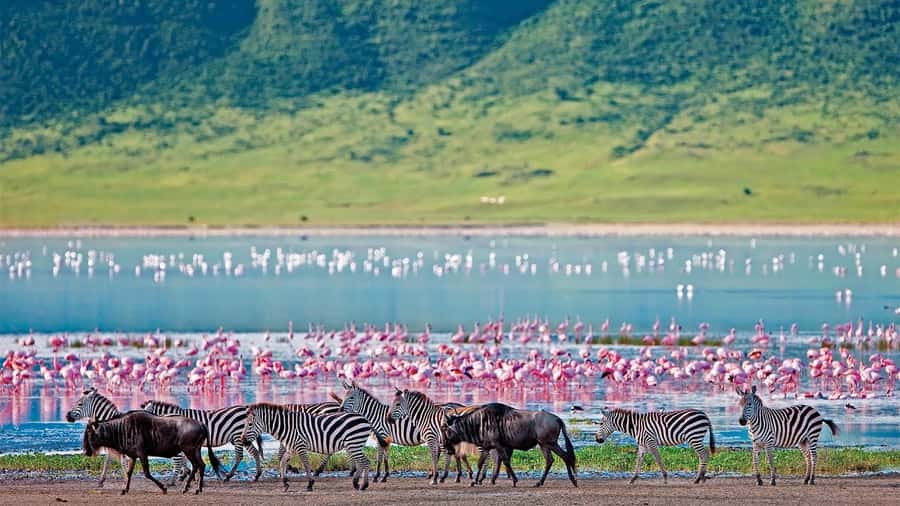 4-Day Masai Mara and Lake Nakuru Safari - Key Takeaways Before You Go