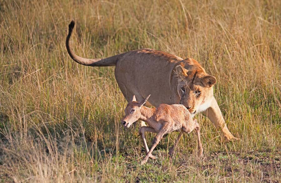 4-Day Masai Mara and Lake Nakuru Safari - Entering the Kenya Safari Rhythm: What Makes This Tour Work