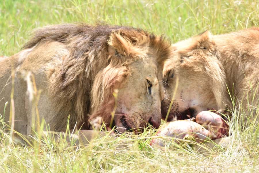 4-Day Masai Mara and Lake Nakuru Safari - Day 4: Early Game Drive and Back to Nairobi, With a Rift Valley View Stop
