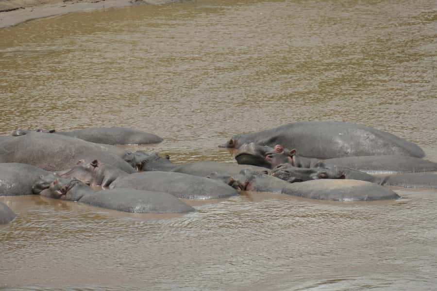 4-Day Masai Mara and Lake Nakuru Safari - Price and Value: What You’re Paying For at $1,313