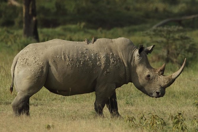 4-Day Masai Mara and Lake Nakuru safari from Nairobi. - Day 1 in Maasai Mara, from Rift Valley views to your first game drive