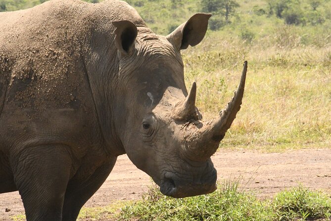 4-Day Masai Mara and Lake Nakuru safari from Nairobi. - Day 3, pre-breakfast wildcat tracking and the move to Lake Nakuru