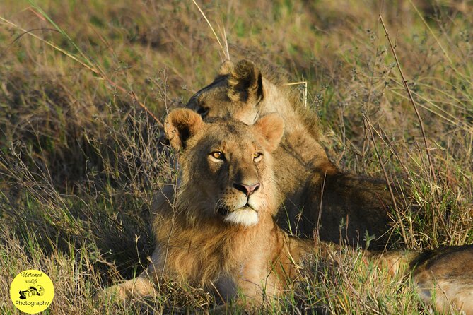 4-Day Masai Mara and Lake Nakuru safari from Nairobi. - Lake Nakuru on Day 4, flamingos at the Pink Lake plus rhino and giraffe