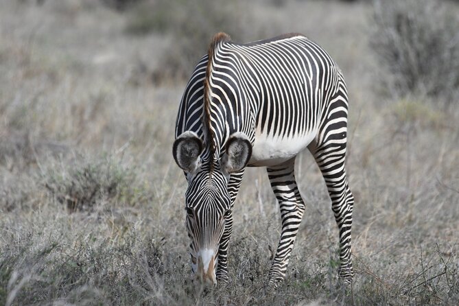 4-Day Masai Mara and Lake Nakuru safari from Nairobi. - Meals, timing, and why lunch boxes matter on safari